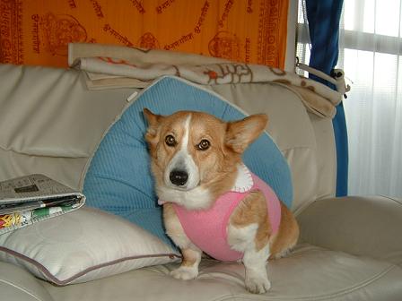 新しい服 001.JPG