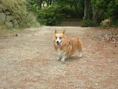 元気出して松阪公園に行こう 019.JPG