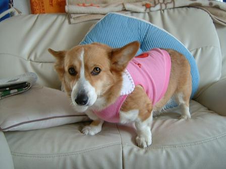 新しい服 003.JPG