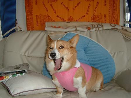 新しい服 004.JPG