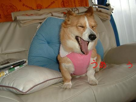 新しい服 006.JPG