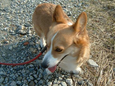 新しい服 008.JPG