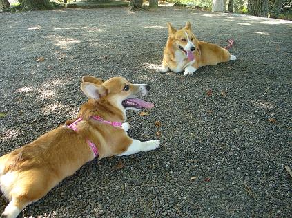 トリミング 007.JPG