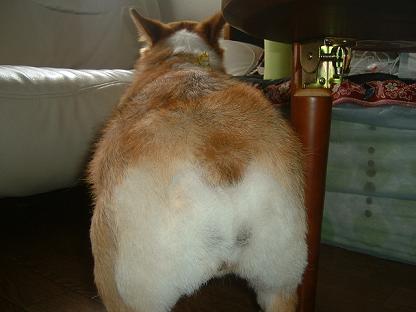 ２人ライチとカレン元気です。 015.JPG