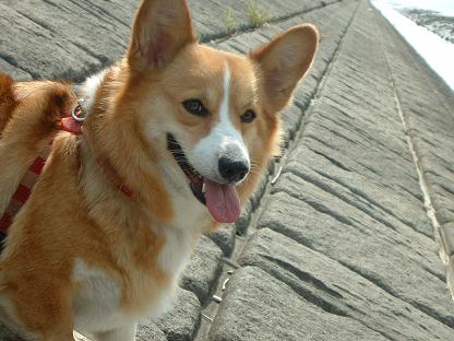 実は勇気あるライチ 036.JPG
