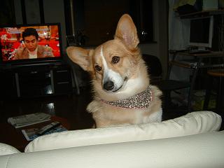 このごろのライチ 003.JPG