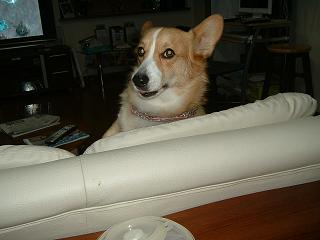 このごろのライチ 005.JPG