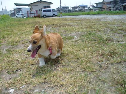 お散歩デビュー 010.JPG