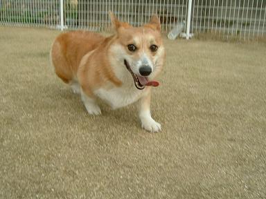 カレン１才の誕生日 032.JPG