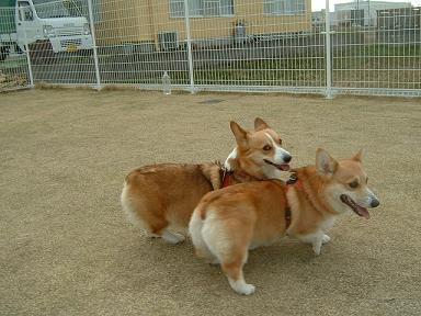 カレン１才の誕生日 018.JPG