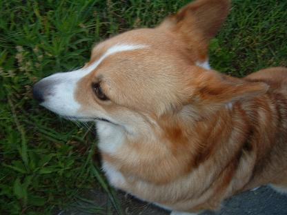 夕方の散歩 002.JPG