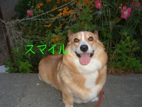 夕方の散歩 006.JPG