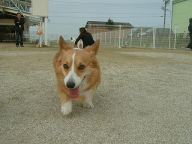 カレン１才の誕生日 007.JPG