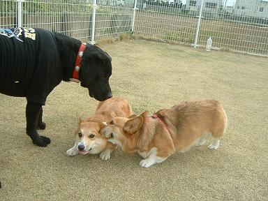 カレン１才の誕生日 029.JPG