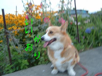 夕方の散歩 011.JPG