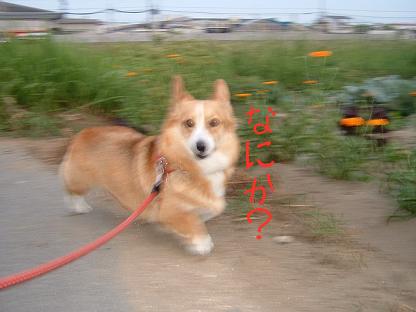 夕方の散歩 028.JPG