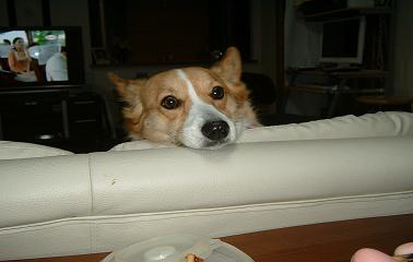 このごろのライチ 006.JPG