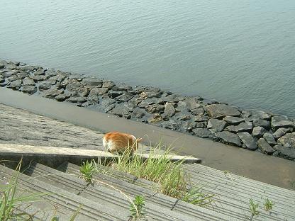 実は勇気あるライチ 031.JPG