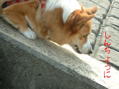 実は勇気あるライチ 033.JPG