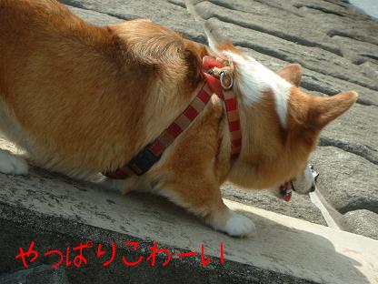 実は勇気あるライチ 037.JPG