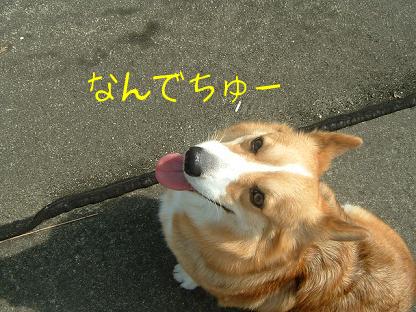 実は勇気あるライチ 030.JPG