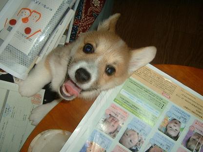 ２人ライチとカレン元気です。 009.JPG