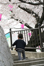 育児日記☆1歳10ヶ月♪お花見