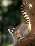  Ringtailed Lemur