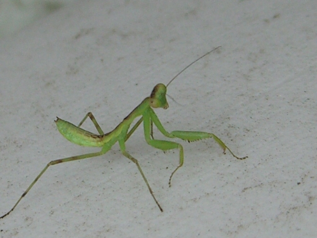 カマキリ