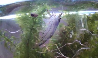 金魚鉢２