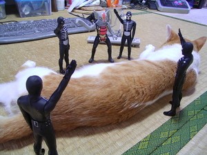 改造猫