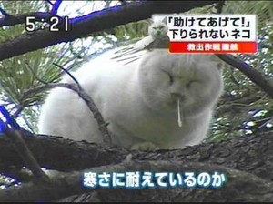 さむそう