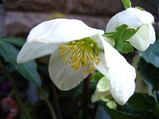 2/28　クリスマスローズニゲル