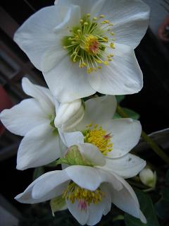 2/28　クリスマスローズフルールノエル