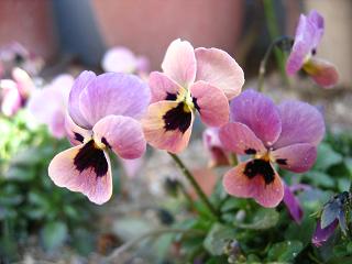 ピンクコアラ　ビオラ