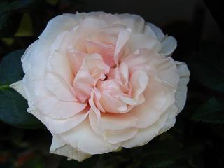 2/28　ポールセンローザ　パティオヒット　アンドロメダ