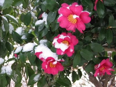 サザンカと初雪