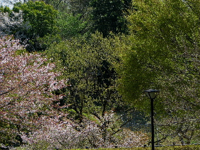 桜から新緑へ