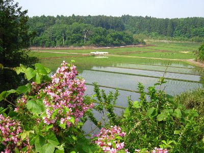 田植えの後のひとコマ