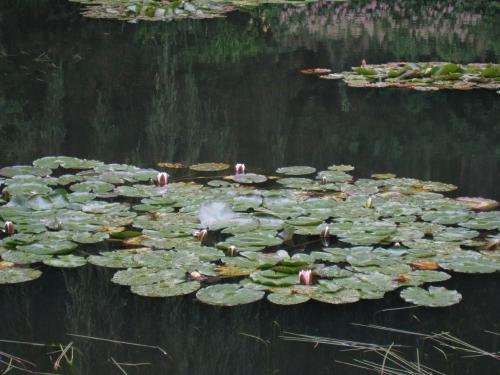 睡蓮