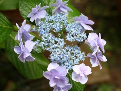 corsage.jpg