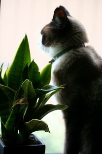 leo