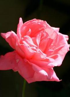 芳純