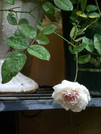 サイズ変更再露出回転2006-11-04 019.JPG