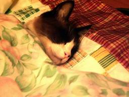 サイズ変更再露出2007-01-23 050.JPG