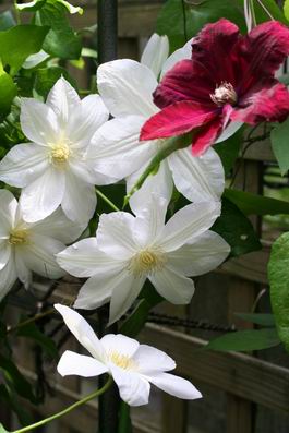クレマ