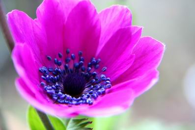 芯
