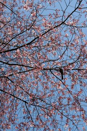 sakura