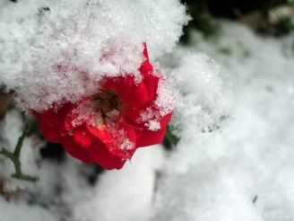 サイズ変更再露出2006-01-21 011.JPG