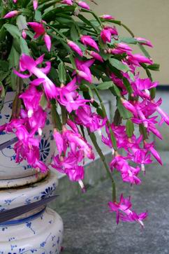 デンマークカクタス